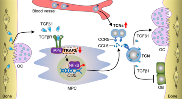 I neutrofili TGFβ1+CCR5+ causano la perdita di massa ossea età-correlata