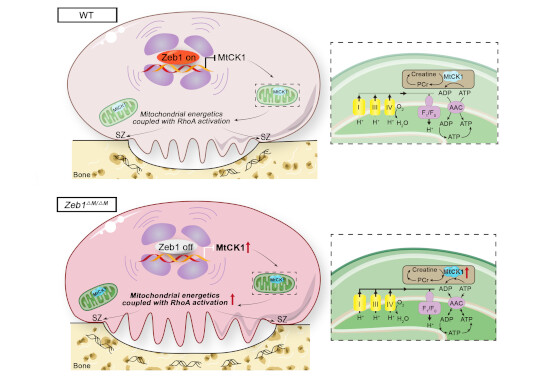 Il fattore trascrizionale Zeb1 regola l’attivazione degli osteoclasti e il rimodellamento scheletrico