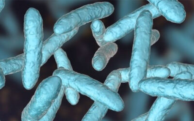 Efficacia di Limosilactobacillus reuteri 6475 nella prevenzione della perdita di densità minerale ossea