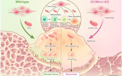 Le cellule osteogeniche controllano il riassorbimento osseo attraverso i propri mitocondri