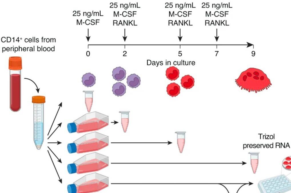 Identificazione di nuovi marker del differenziamento osteoclastico
