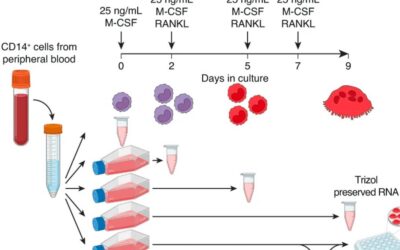 Identificazione di nuovi marker del differenziamento osteoclastico