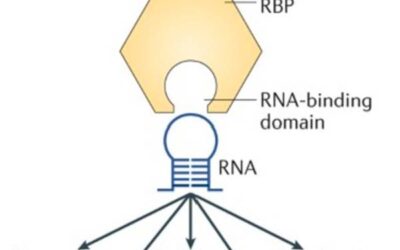 Le RBP come nuovi target terapeutici per l’osteosarcoma