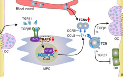 neutrofili TGFβ1+CCR5+ causano la perdita di massa ossea età-correlata