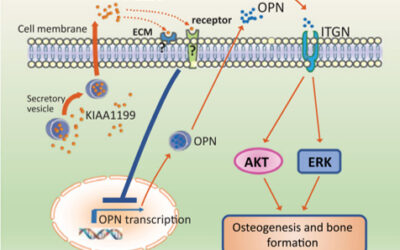 KIAA1199: la proteina che regola negativamente il differenziamento osteoblastico e la formazione ossea