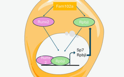 Fam102a-Rbpjl: un asse cruciale per il rimodellamento osseo