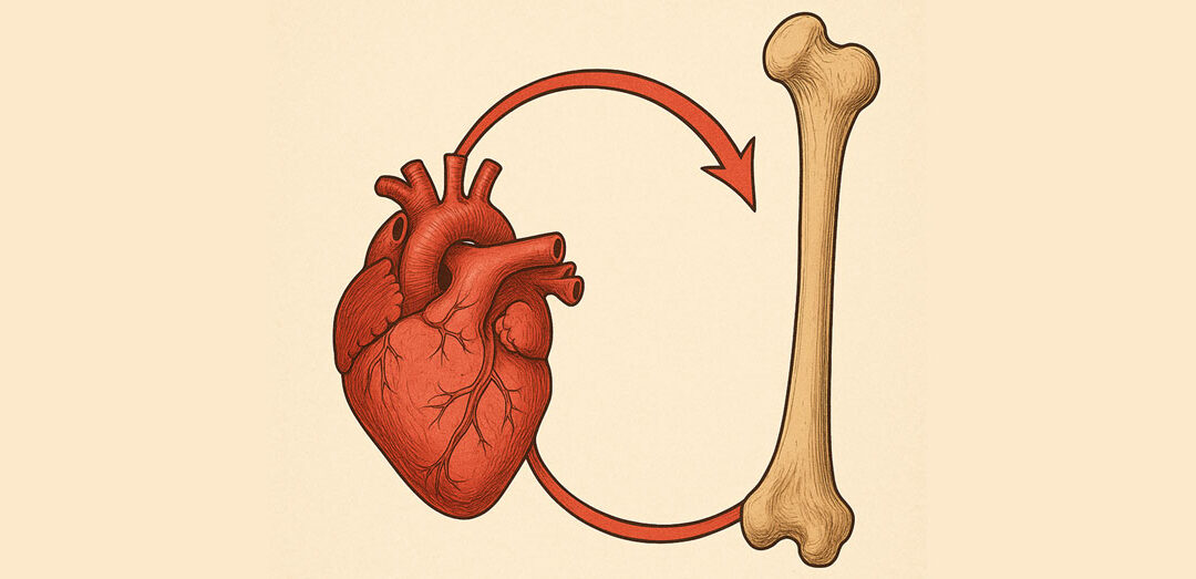 Nuovi fattori di rischio cardiovascolare: asse cuore-osso