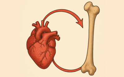 Nuovi fattori di rischio cardiovascolare: asse cuore-osso