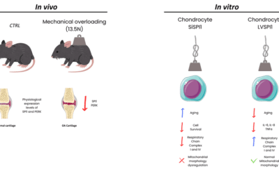 Ruolo di SPI1 nella senescenza condrocitaria e nell’OA