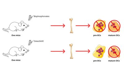 Una nuova nanoparticella peptidica per il riconoscimento selettivo degli OCs maturi