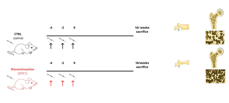 Trattamento discontinuo di anti-RANKL e alterazione del rimodellamento osseo