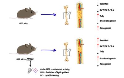 Ruolo dei lipidi nell’insorgenza dell’osteoporosi: un possibile approccio terapeutico
